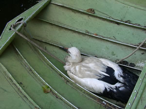 © Storchenpflegestation Wesermarsch